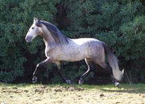 YACO DE TORRELUNA (2) (Copiar)